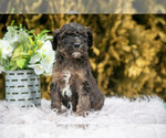 Small #2 Poodle (Standard)