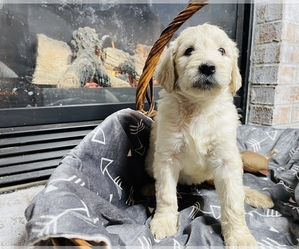 Medium Photo #2 Goldendoodle Puppy For Sale in INDIANAPOLIS, IN, USA