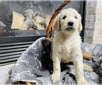 Small Photo #2 Goldendoodle Puppy For Sale in INDIANAPOLIS, IN, USA