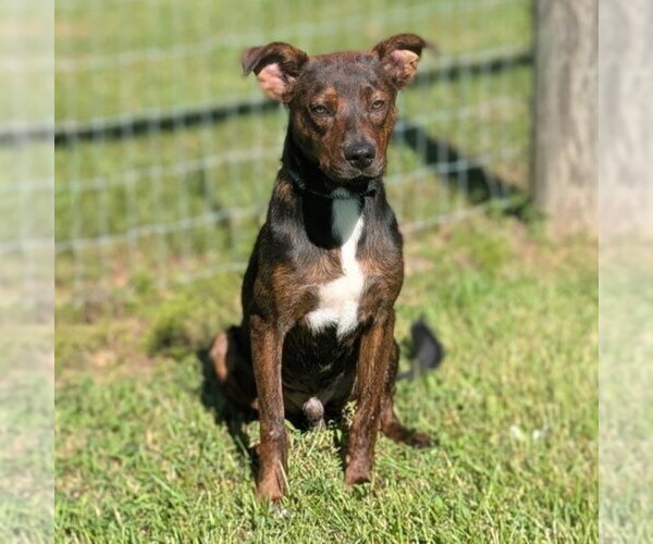 Medium Photo #2 Plott Hound-Unknown Mix Puppy For Sale in Canton, CT, USA