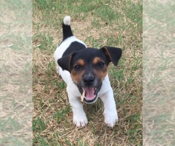 Medium Photo #8 Jack Russell Terrier Puppy For Sale in SIDNEY, TX, USA