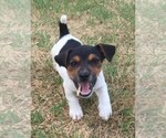 Small Photo #8 Jack Russell Terrier Puppy For Sale in SIDNEY, TX, USA