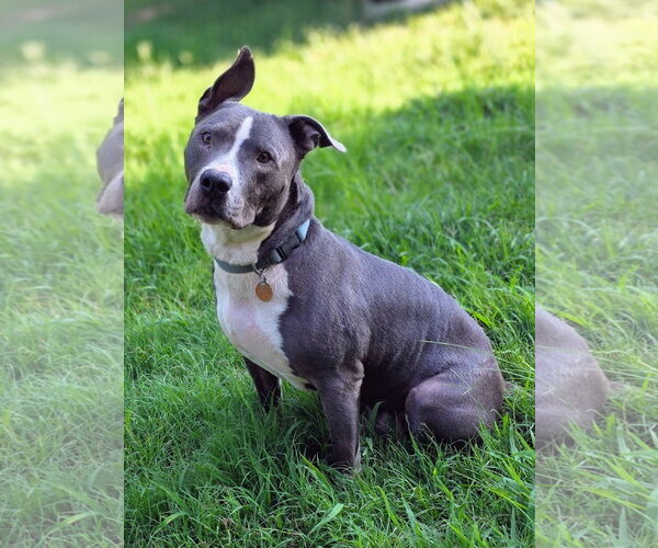 Medium Photo #6 American Pit Bull Terrier-American Staffordshire Terrier Mix Puppy For Sale in Caribou, ME, USA