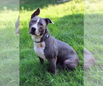 Small #5 American Pit Bull Terrier-American Staffordshire Terrier Mix