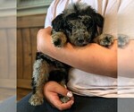 Small Photo #35 Bernedoodle-Golden Mountain Dog Mix Puppy For Sale in DAVIS, CA, USA