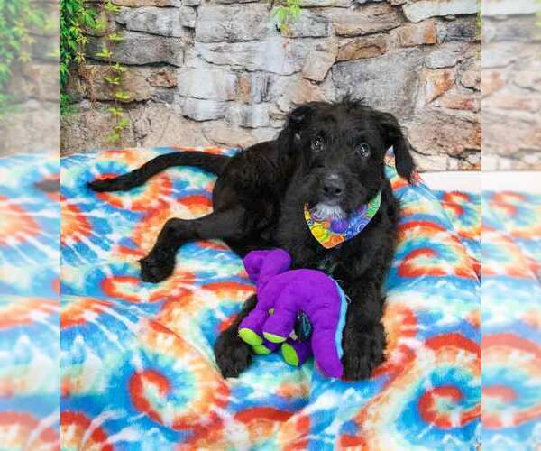 Medium Photo #5 Mutt Puppy For Sale in Kennesaw, GA, USA