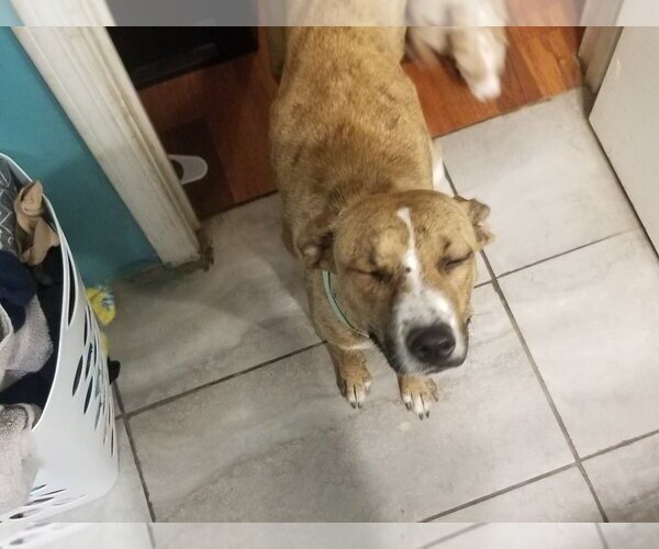 Medium Photo #9 Mutt Puppy For Sale in Vail, AZ, USA