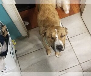 Callie (coming soon) - Female Mutt Dog for Adoption - Photo #9
