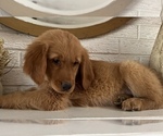 Small Photo #2 Golden Retriever Puppy For Sale in DENTON, TX, USA