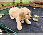 Small #4 Goldendoodle