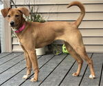 Small #2 Australian Shepherd-Feist Terrier Mix