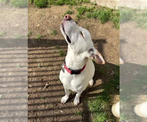 Medium Photo #2 Labrador Retriever-Whippet Mix Puppy For Sale in Shillington, PA, USA