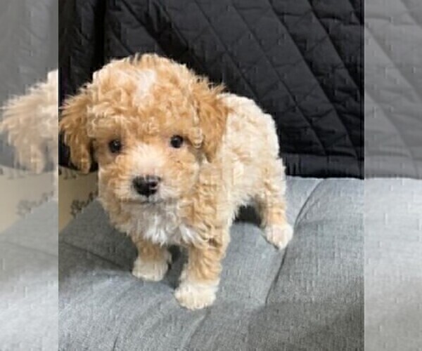 Medium Photo #27 Poodle (Toy) Puppy For Sale in PEMBROKE PINES, FL, USA