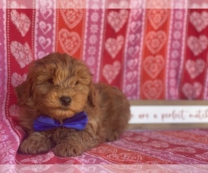 Goldendoodle (Miniature) Puppy for sale in LANCASTER, PA, USA