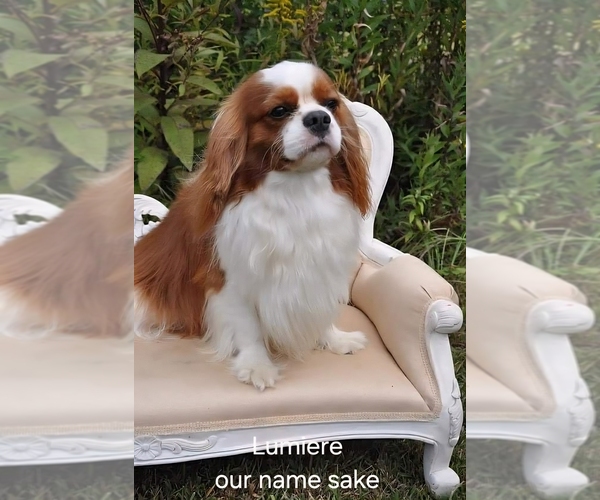 Medium Photo #1 Cavalier King Charles Spaniel Puppy For Sale in HAMILTON, AL, USA