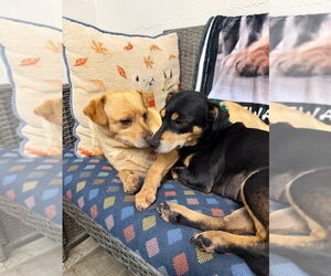 Chihuahua-Unknown Mix Dogs for adoption in Ellijay, GA, USA