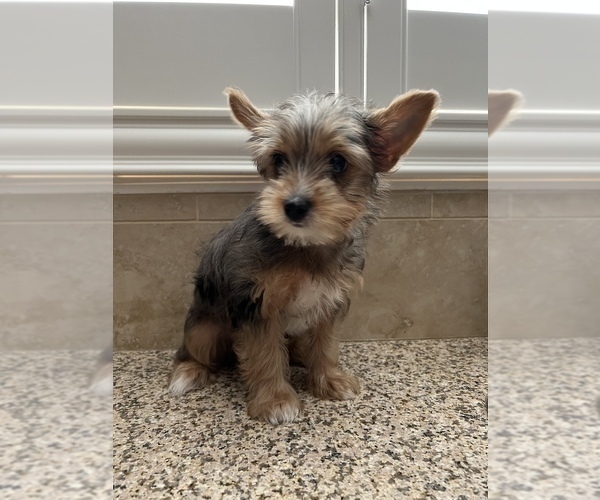 Medium Photo #6 Yorkshire Terrier Puppy For Sale in JURUPA VALLEY, CA, USA