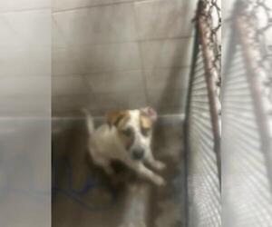 German Shorthaired Pointer-Unknown Mix Dogs for adoption in Stockton, CA, USA