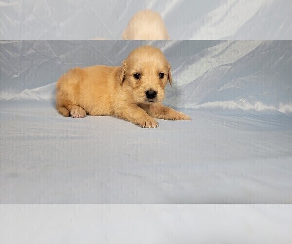 Medium Photo #5 Golden Retriever Puppy For Sale in FALCON, CO, USA