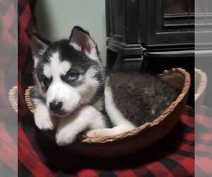 Siberian Husky Puppy for sale in KUTZTOWN, PA, USA