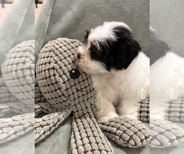 Medium Photo #7 Mal-Shi Puppy For Sale in DINWIDDIE, VA, USA