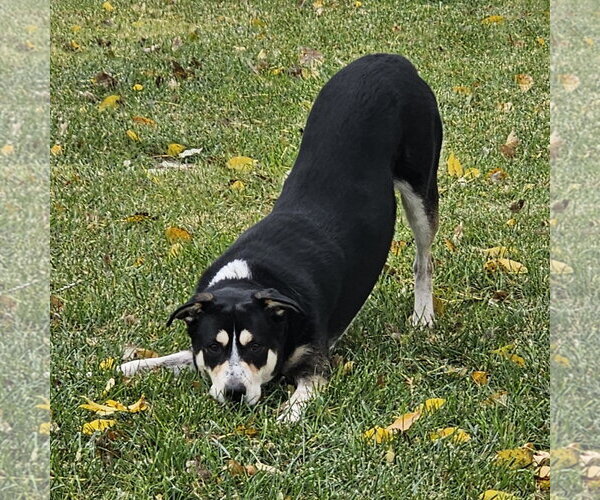 Medium Photo #12 Mutt Puppy For Sale in Fargo, ND, USA