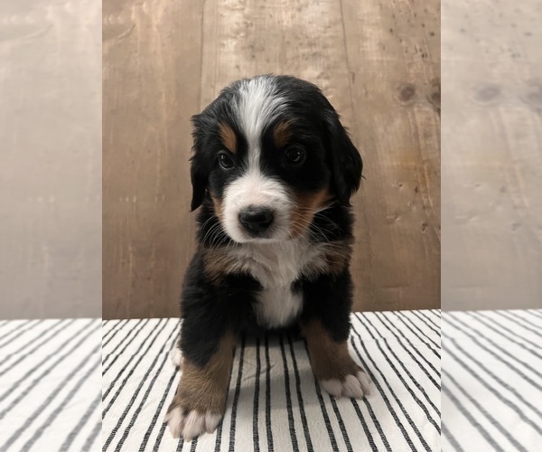 Medium Photo #2 Bernese Mountain Dog Puppy For Sale in ATWATER, CA, USA