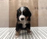 Small Photo #2 Bernese Mountain Dog Puppy For Sale in ATWATER, CA, USA