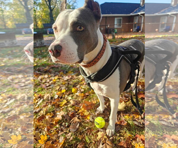 Medium Photo #2 American Pit Bull Terrier-Unknown Mix Puppy For Sale in Germantown, OH, USA