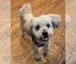Small #1 Shih Tzu