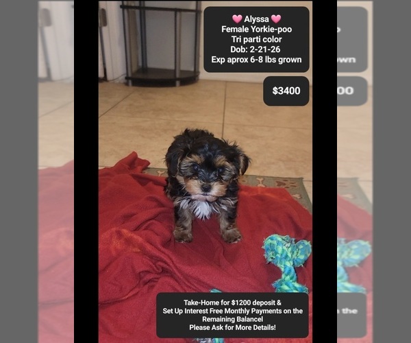 Medium Photo #1 YorkiePoo Puppy For Sale in TUCSON, AZ, USA