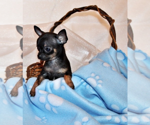 Medium Photo #26 Chihuahua Puppy For Sale in CHARLESTON, AR, USA