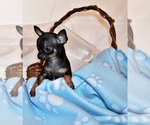 Small #2 Chihuahua
