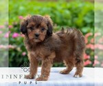 Small #3 Cavapoo