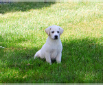 Small #9 Labrador Retriever