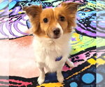 Small #2 Papillon Mix