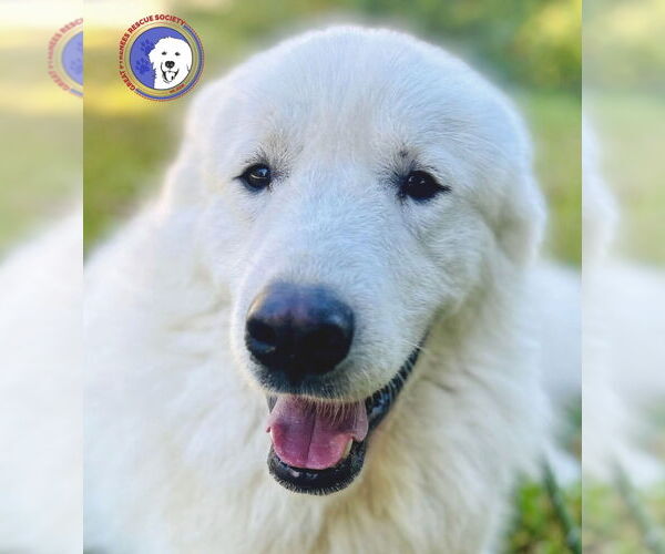 Medium Photo #6 Great Pyrenees Puppy For Sale in Spring, TX, USA