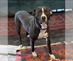 Small #2 American Pit Bull Terrier Mix