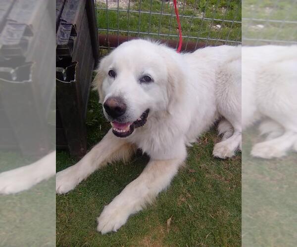 Medium Photo #2 Great Pyrenees Puppy For Sale in Spring, TX, USA
