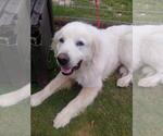 Small #1 Great Pyrenees
