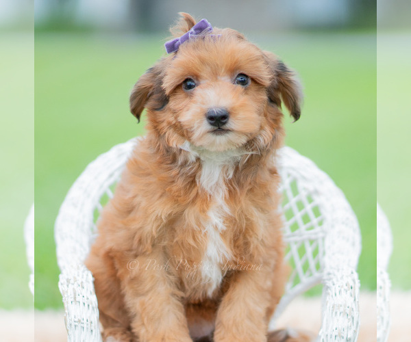 Medium Photo #60 Yorkipoo Puppy For Sale in WARSAW, IN, USA