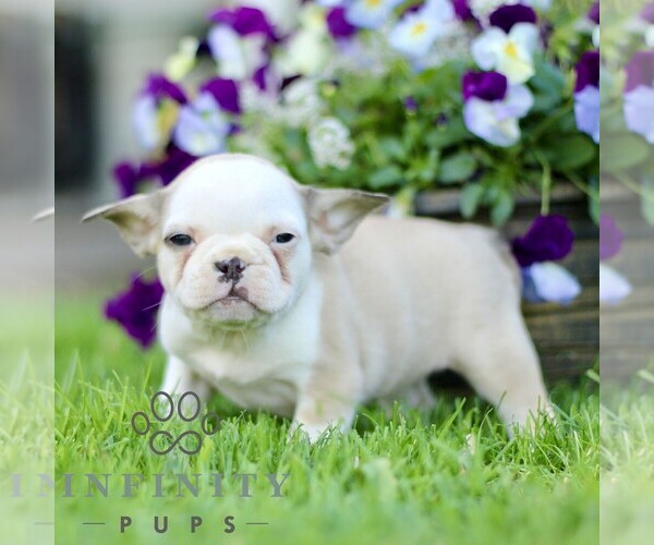 Medium Photo #4 French Bulldog Puppy For Sale in RONKS, PA, USA