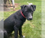 Small #5 Great Pyrenees Mix