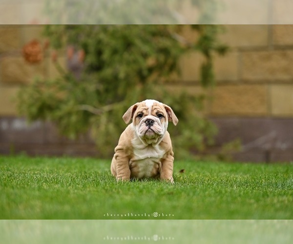 Medium Photo #4 English Bulldog Puppy For Sale in Balakliya, Kharkiv, Ukraine