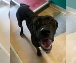 Small Mastiff Mix