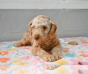 Poodle (Miniature) Puppy for sale in MILLERSBURG, OH, USA