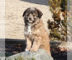 Small Photo #7 Aussiedoodle Miniature  Puppy For Sale in MENDON, MI, USA