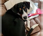 Small #1 Mutt
