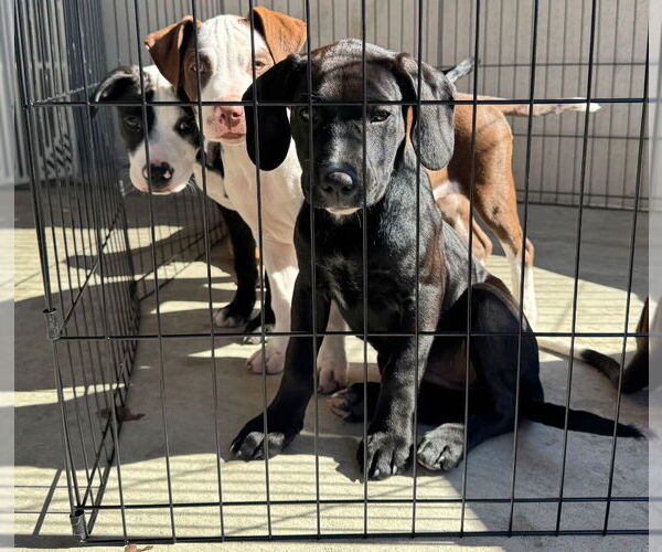 Medium Photo #1 Mutt Puppy For Sale in Claremore, OK, USA