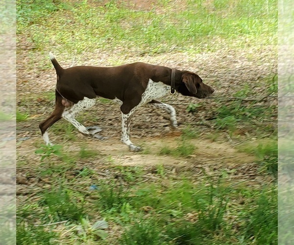 Medium Photo #13 German Shorthaired Pointer Puppy For Sale in BLUE SPRINGS, MS, USA